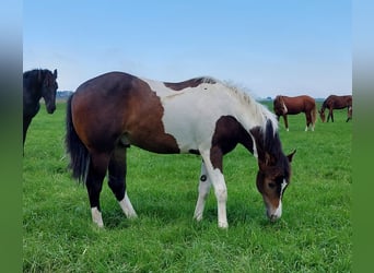 American Quarter Horse, Stute, 17 Jahre, 144 cm, Fuchs