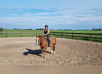American Quarter Horse, Stute, 17 Jahre, 144 cm, Fuchs