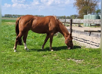 American Quarter Horse, Stute, 17 Jahre, 144 cm, Fuchs
