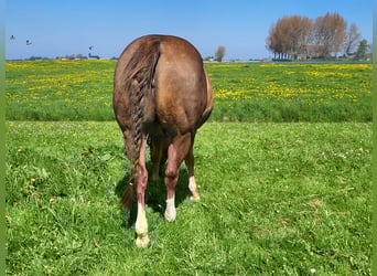 American Quarter Horse, Stute, 17 Jahre, 144 cm, Fuchs