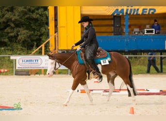 American Quarter Horse, Stute, 17 Jahre, 148 cm, Brauner