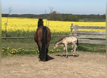 American Quarter Horse, Stute, 17 Jahre, 150 cm, Brauner