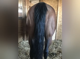 American Quarter Horse, Stute, 17 Jahre, 150 cm, Brauner