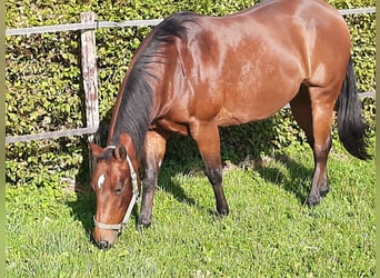 American Quarter Horse, Stute, 17 Jahre, 150 cm, Brauner