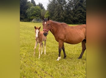 American Quarter Horse, Stute, 17 Jahre, 150 cm, Brauner