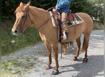 American Quarter Horse, Stute, 17 Jahre, 150 cm, Red Dun