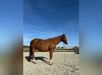American Quarter Horse, Stute, 17 Jahre, 152 cm, Fuchs