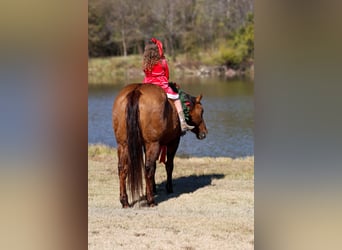 American Quarter Horse, Stute, 17 Jahre, 152 cm, Red Dun