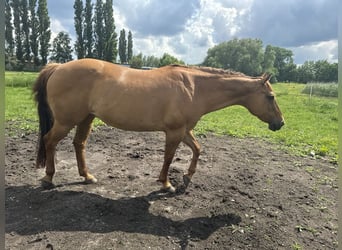 American Quarter Horse, Stute, 17 Jahre, 152 cm, Red Dun