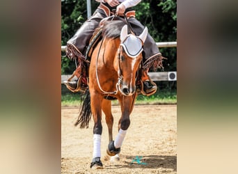 American Quarter Horse, Stute, 17 Jahre, 152 cm