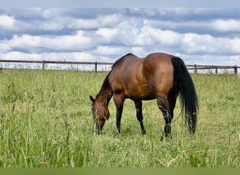 American Quarter Horse, Stute, 17 Jahre, 154 cm, Brauner