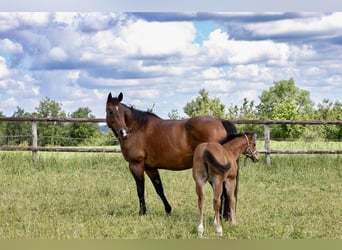 American Quarter Horse, Stute, 17 Jahre, 154 cm, Brauner