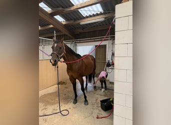 American Quarter Horse, Stute, 17 Jahre, 154 cm, Brauner
