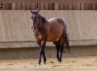 American Quarter Horse, Stute, 17 Jahre, 154 cm, Brauner