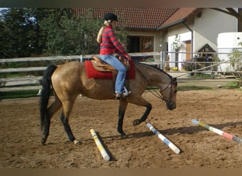 American Quarter Horse, Stute, 17 Jahre, 154 cm, Buckskin