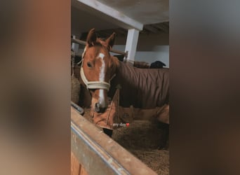 American Quarter Horse, Stute, 17 Jahre, 155 cm, Fuchs