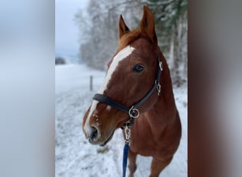 American Quarter Horse, Stute, 17 Jahre, 155 cm