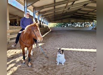 American Quarter Horse, Stute, 17 Jahre, 155 cm