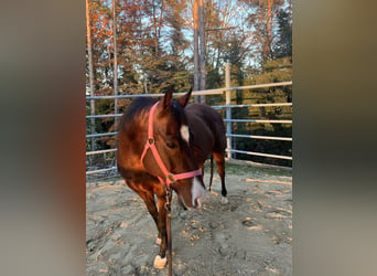 American Quarter Horse, Stute, 17 Jahre