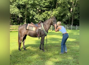 American Quarter Horse, Stute, 18 Jahre, 142 cm, Brauner
