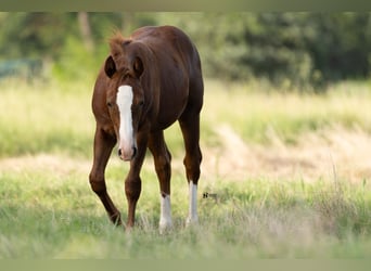 American Quarter Horse, Stute, 18 Jahre, 142 cm, Rotfuchs