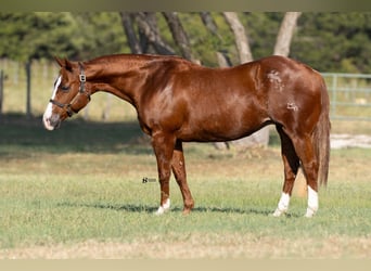 American Quarter Horse, Stute, 18 Jahre, 142 cm, Rotfuchs