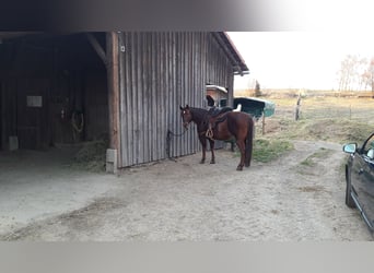 American Quarter Horse, Stute, 18 Jahre, 143 cm