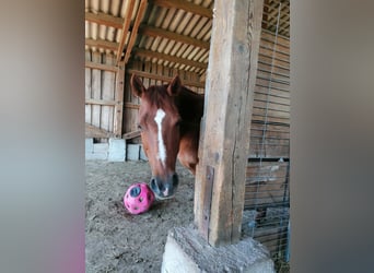 American Quarter Horse, Stute, 18 Jahre, 149 cm, Fuchs