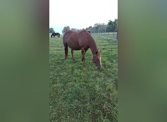 American Quarter Horse, Stute, 18 Jahre, 149 cm, Fuchs