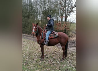 American Quarter Horse, Stute, 18 Jahre, 149 cm, Fuchs