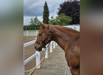 American Quarter Horse, Stute, 18 Jahre, 150 cm, Dunkelfuchs