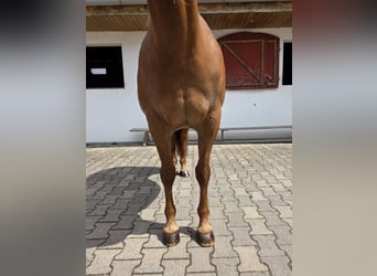 American Quarter Horse, Stute, 18 Jahre, 150 cm, Dunkelfuchs