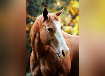 American Quarter Horse, Stute, 18 Jahre, 152 cm, Rotfuchs