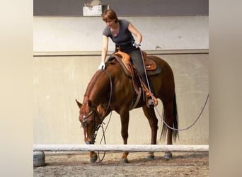 American Quarter Horse, Stute, 18 Jahre, 155 cm, Rotfuchs