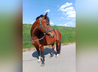 American Quarter Horse Mix, Stute, 18 Jahre, 160 cm