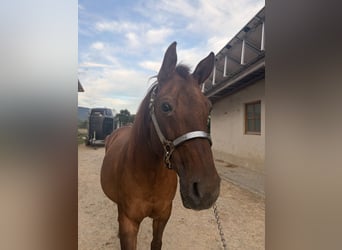 American Quarter Horse, Stute, 18 Jahre, Rotfuchs