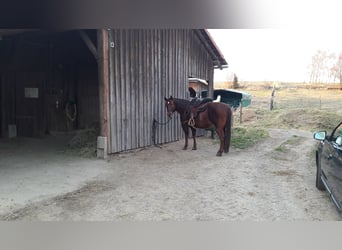 American Quarter Horse, Stute, 19 Jahre, 143 cm