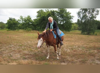 American Quarter Horse Mix, Stute, 19 Jahre, 145 cm