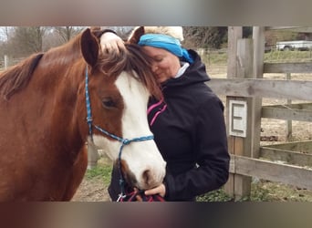 American Quarter Horse Mix, Stute, 19 Jahre, 145 cm