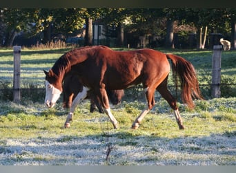 American Quarter Horse Mix, Stute, 19 Jahre, 145 cm