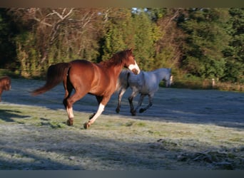 American Quarter Horse Mix, Stute, 19 Jahre, 145 cm