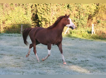 American Quarter Horse Mix, Stute, 19 Jahre, 145 cm