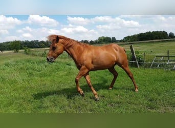 American Quarter Horse, Stute, 19 Jahre, 147 cm, Fuchs