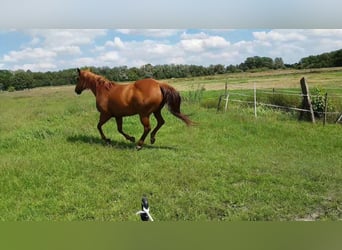 American Quarter Horse, Stute, 19 Jahre, 147 cm, Fuchs