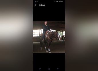 American Quarter Horse, Stute, 19 Jahre, 148 cm, Dunkelfuchs
