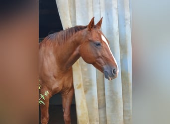 American Quarter Horse, Stute, 19 Jahre, 148 cm