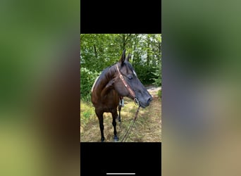American Quarter Horse, Stute, 19 Jahre, 148 cm, Rappe
