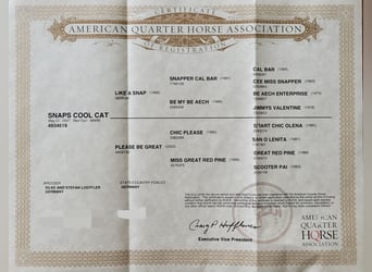 American Quarter Horse, Stute, 19 Jahre, 148 cm, Red Dun