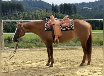 American Quarter Horse, Stute, 19 Jahre, 148 cm, Red Dun