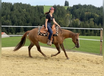 American Quarter Horse, Stute, 19 Jahre, 148 cm, Red Dun